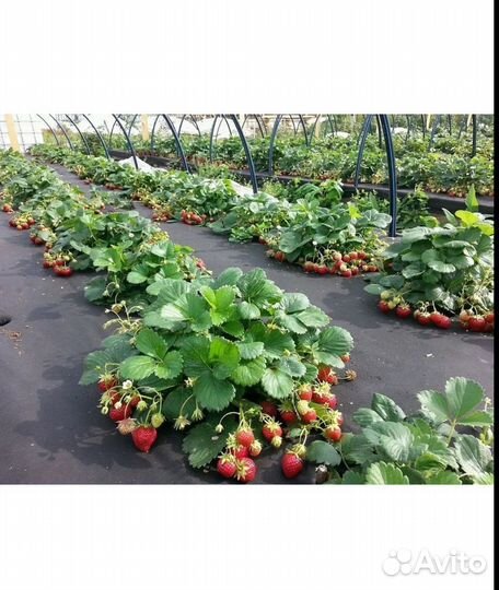 Агроспан укрывной материал