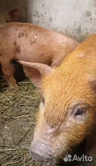 Коза дойная, козочки. Поросята Дюрок