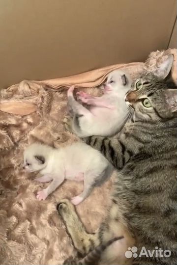 Тайские котята