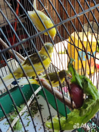 Канарейка самка