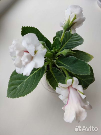 Глоксиния махровая, лист для посадки