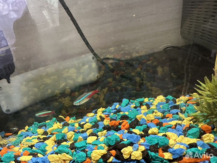 Аквариум с рыбками