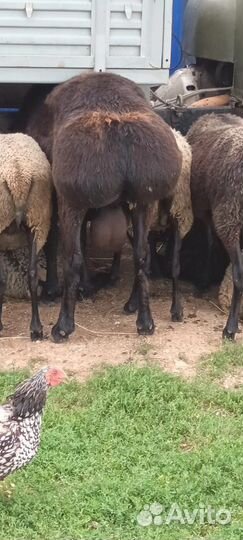 Курдючные баран
