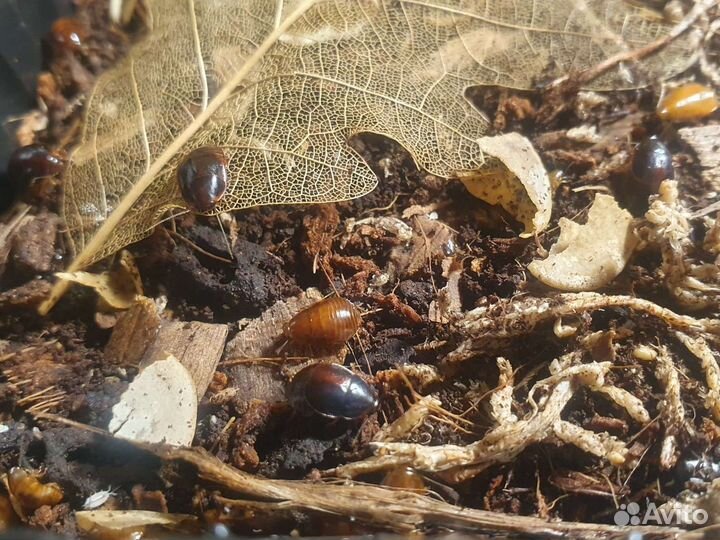 Тараканы, пауки, мокрицы