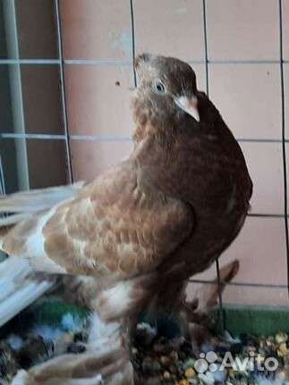 Продажа голубей