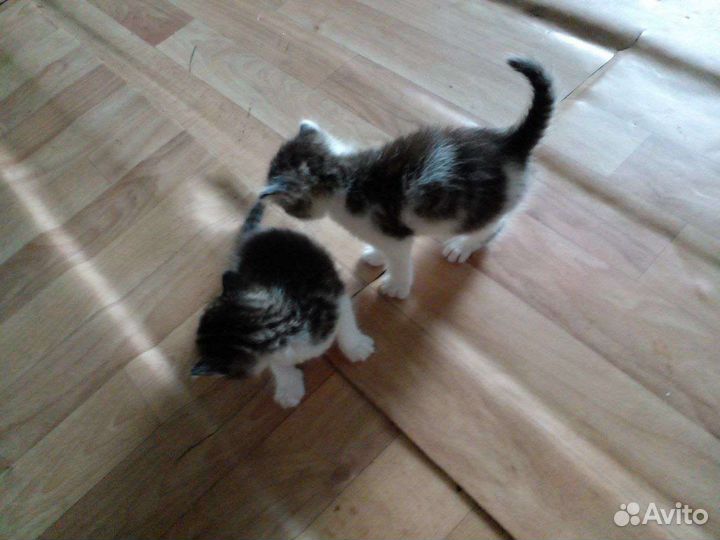 Кошка в дар бесплатно