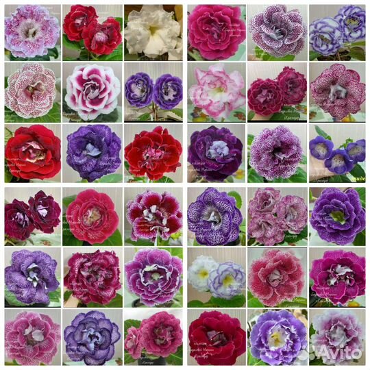 Цветы для дома (фиалки, глоксиния)