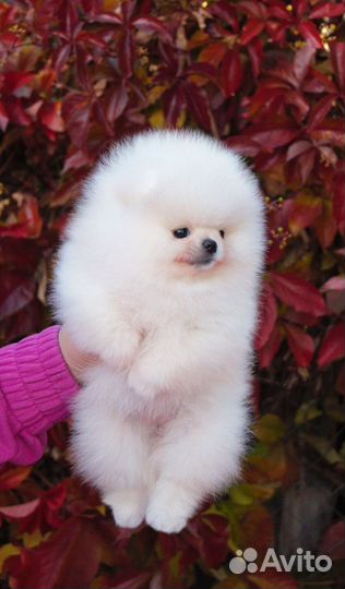 Померанский шпиц