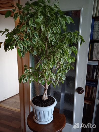 Фикус Бенджамина пестролистный