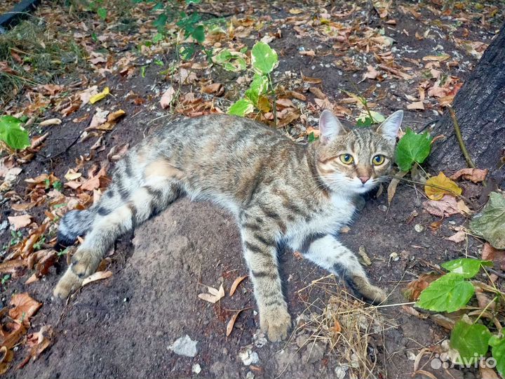 Ищем дом для молодой кошки