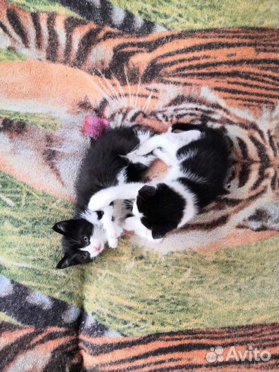 Котята в добрые руки бесплатно