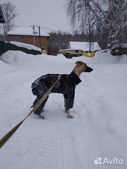 Уиппет в добрые руки