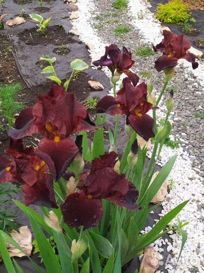 Ирисы бородатые сортовые