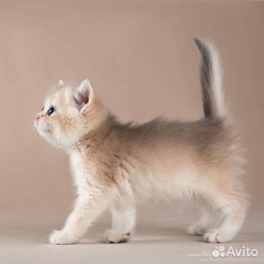 Мальчик голубое золото