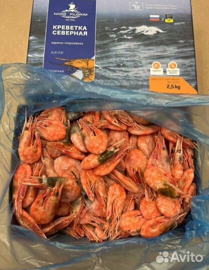 Креветка северная