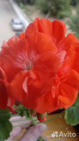 Sundanser сортовая пеларгония