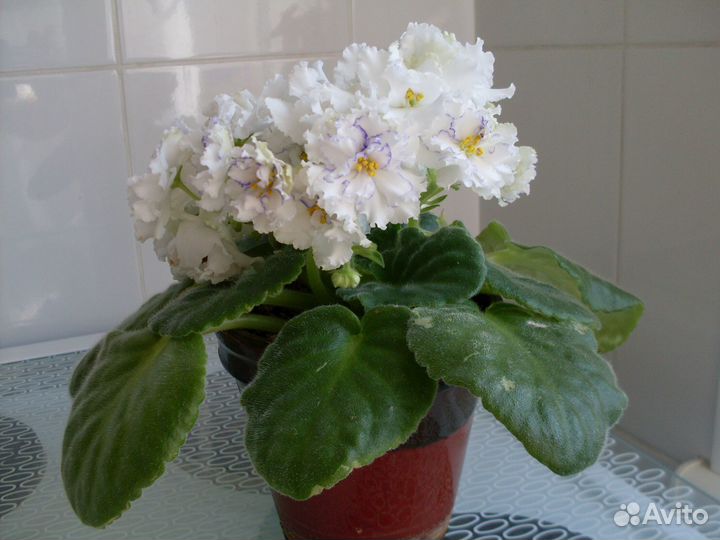 Фиалка белая и фиолетовая - только листочки