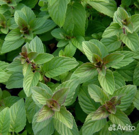 Мята несколько сортов. Тимьян / чабрец