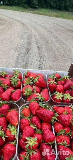 Саженцы Клубники(земляника) Ремонтантная Альбион