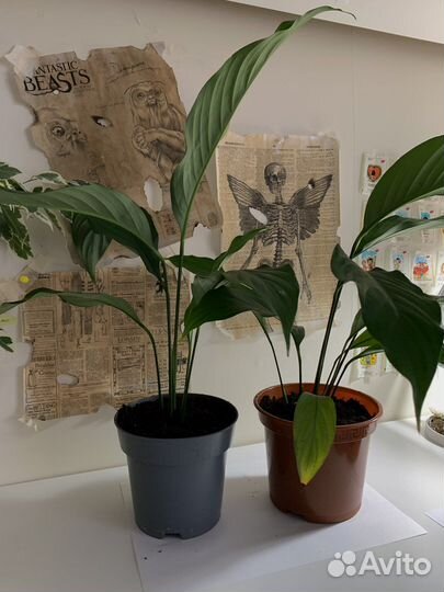 Спатифиллум