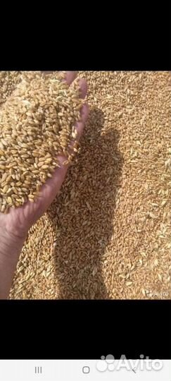 Зерно пшеница ячмень овес горох кукуруза