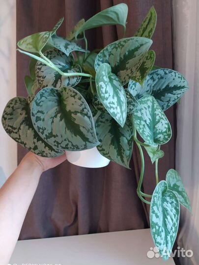 Сциндапсус Треби