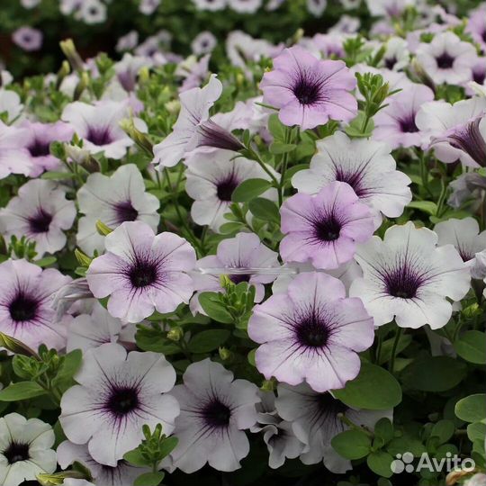 Ампельная петуния