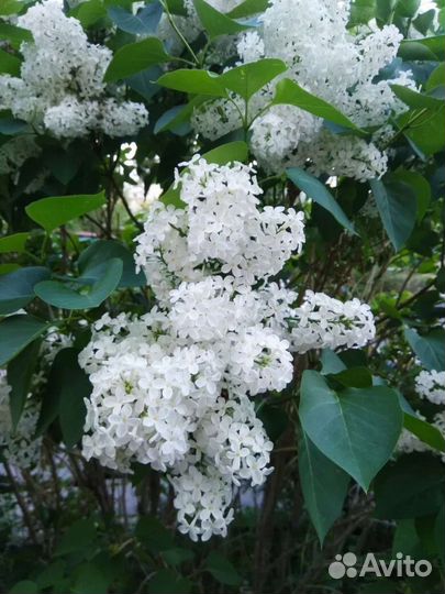 Сирень белая крупноцветковая- саженцы