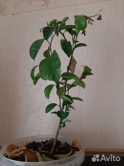 Мандариновое дерево