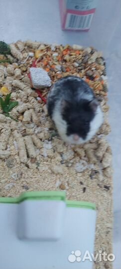 Хомяк Кэмпбелла с домиком