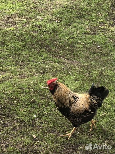 Петухи деревенские