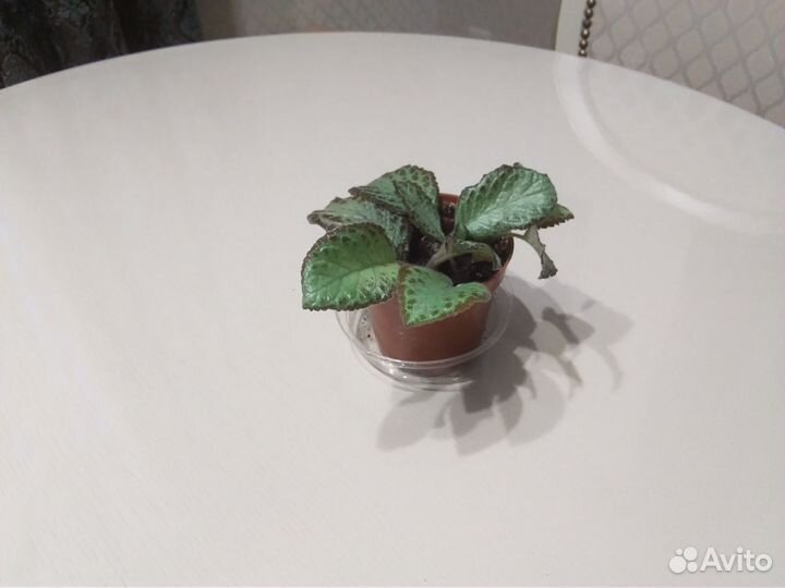 Комнатные цветы Аглаонема, Хлорофитум, Эписция