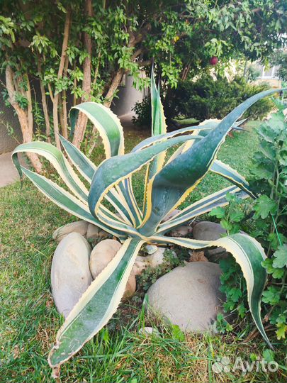 Агавы пестролистые