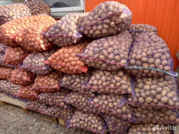 Семенной картофель