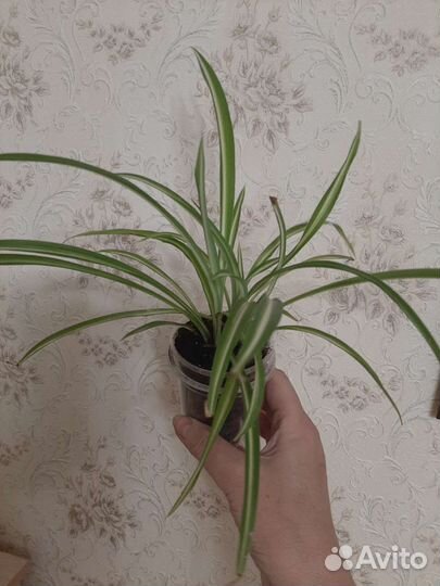 Хлорофитум Бони кудрявый,хохлатый