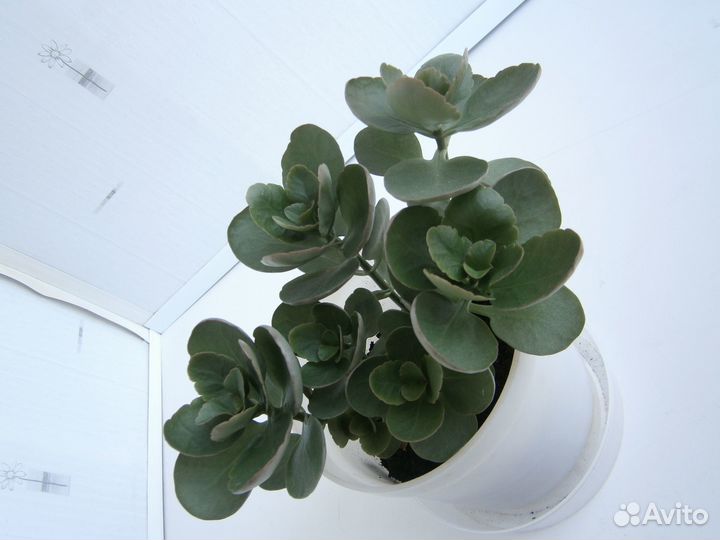 Коланхоэ цветущий