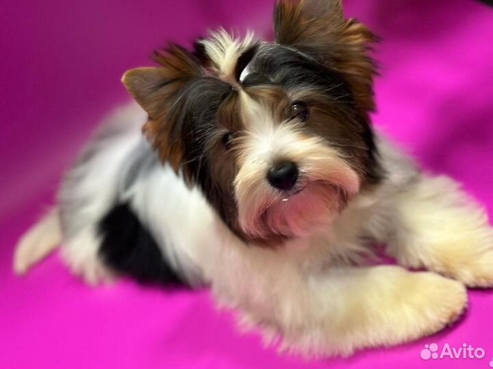 Щенки бивер йорка девочка