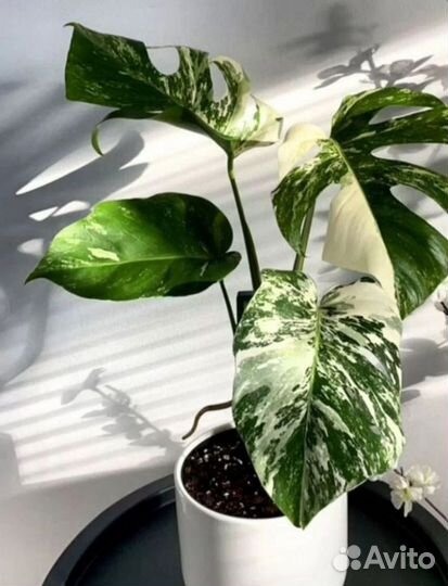 Монстера Альба