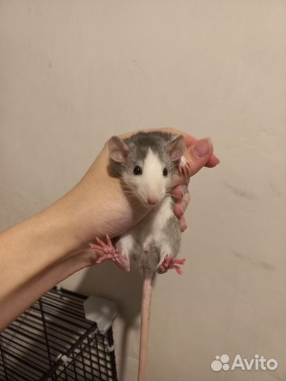 Крыса дамбо