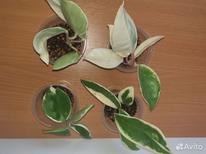 Хойя карноза Кримсон Квин