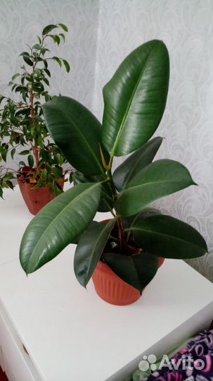 Фикус. Мирт. Адениум