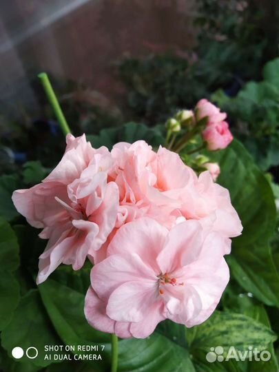 Пеларгония