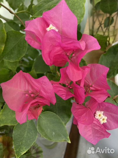 Бугенвиллия