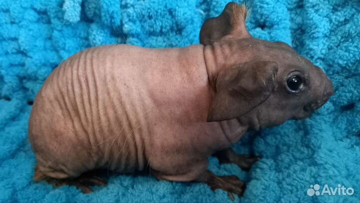 Морская свинка болдуин