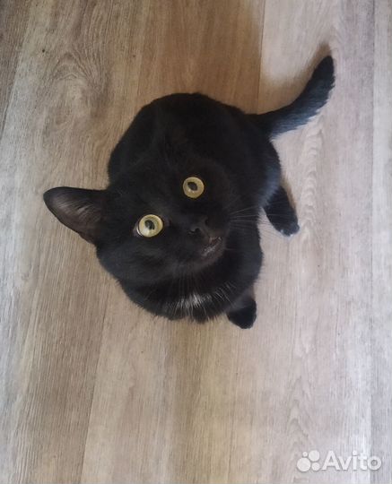 Пристраивается котик