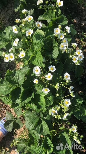 Рассада клубники Купчиха