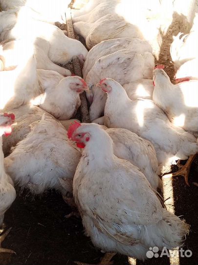 Куры бройлеры