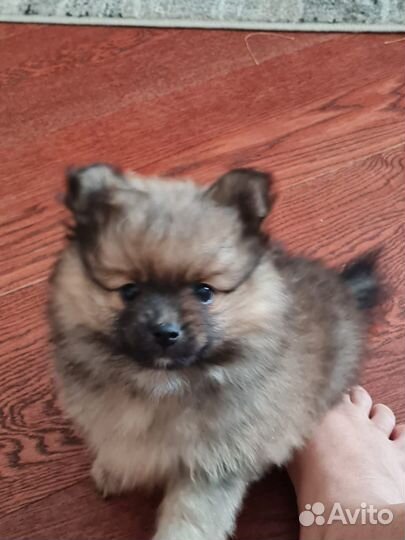 Щенки шпица