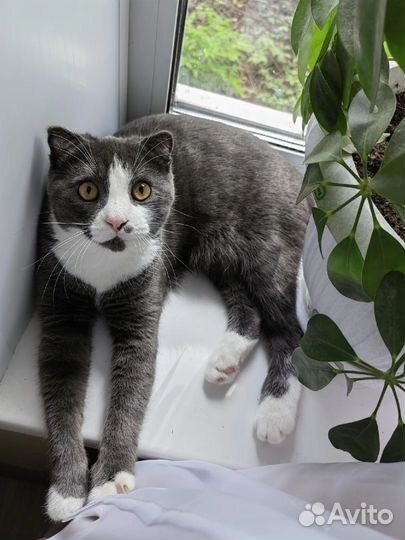 Британский вислоухий кот
