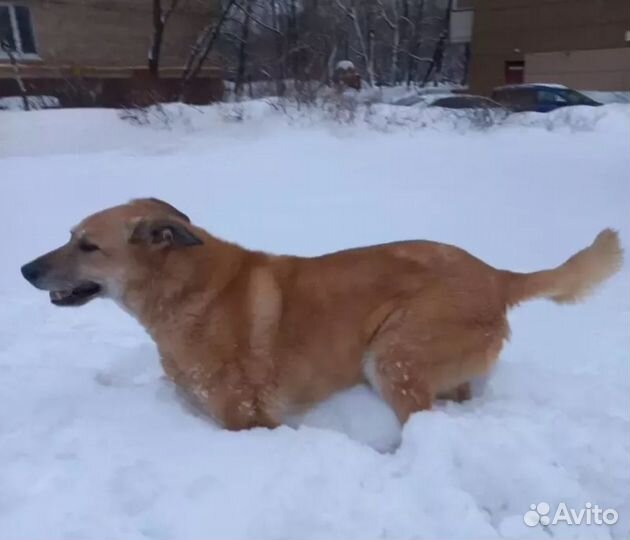 Собака. 15 лет